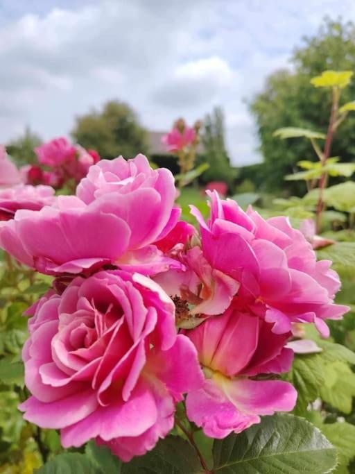 Le Jardin Des Lacs Gite Nature Et Spa Ardres Exterior photo